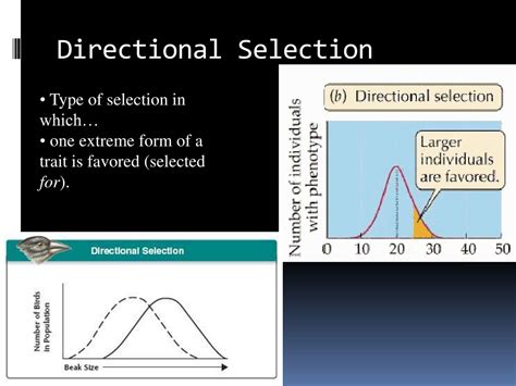 PPT - Topic 5: Evolution PowerPoint Presentation, free download - ID:594864