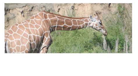 Image result for Slideshow in JavaScript