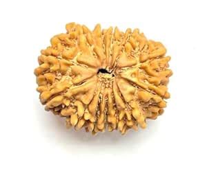 NITYA GEMSTONE 13 Mukhi Mukhi Rudraksha Natural Oval Shaped Nepali ...