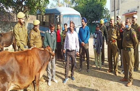 पुलिस ने 24 घण्टे के भीतर ही चोरी हुए 6 पशु बरामद किए, 2 चोर गिरफ्तार ...