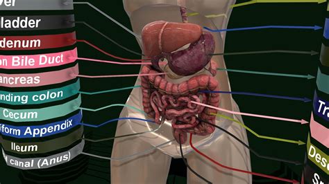 Digestive System Woman 的图像结果