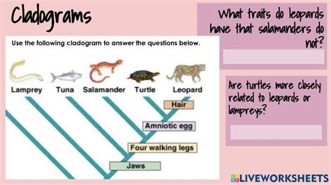 Image result for Simple Cladogram