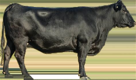 Image result for Small Farm Beef Processing