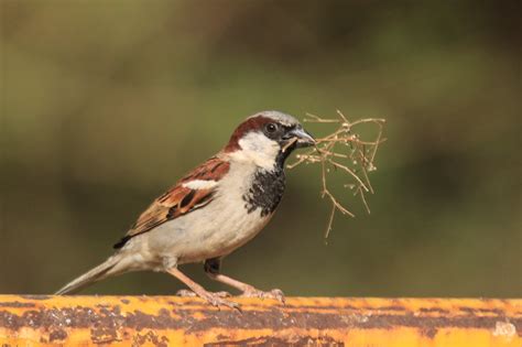 World Sparrow Day – Celebrating the small but Mighty Birds – naturetrail