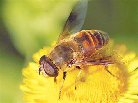 梦见蜜蜂是怎么回事 -好名字网