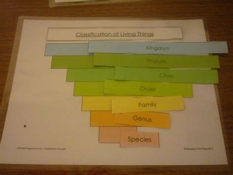 Image result for Classification Key Living Things