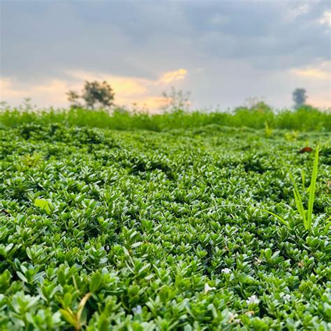 Mascara Bottle (Refillable) I 10 ml