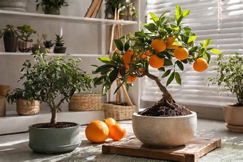 2024 Lucky Plants That Brings Wealth, Health and Prosperity