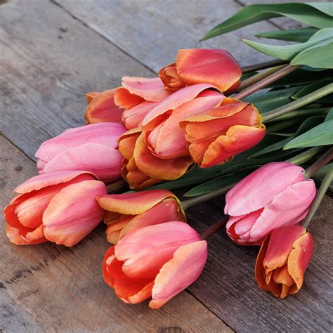 Buy tulip collection Tequila sunrise 'tulip collection': Delivery by ...
