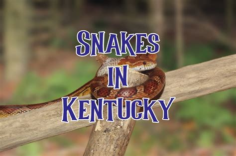 Poisonous Snakes Of Kentucky