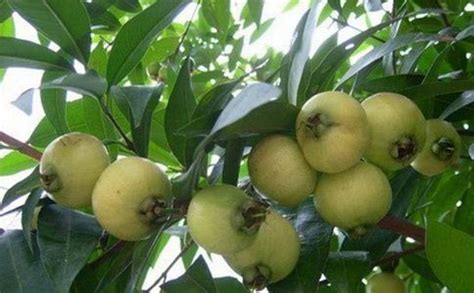 Image result for AWT Sample Code in Java