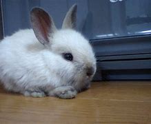 Image result for Pet Rabbit Care