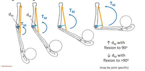 Image result for Torque Equilibrium