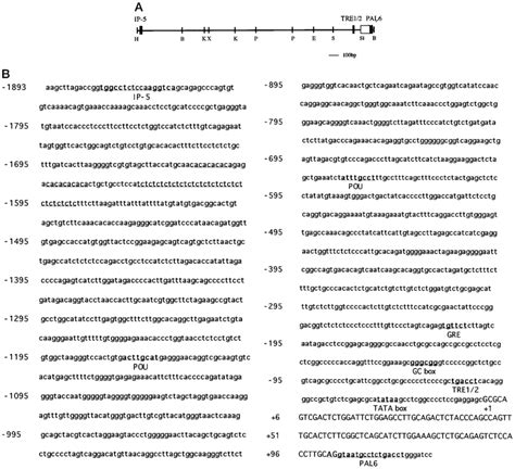 Image result for Restriction Enzyme Map