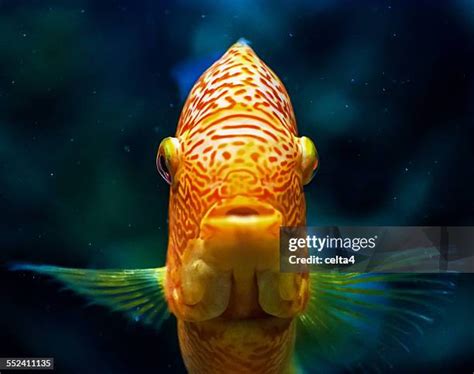 Image result for Cod Front View Fish