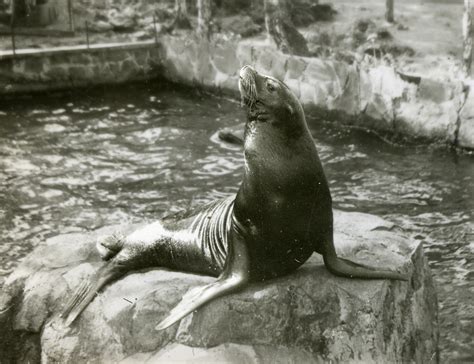 A Japanese Sea Lion (Zalophus japonicus) in captivity. This species ...