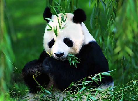 China Panda 的图像结果