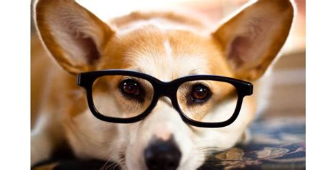 How Dogs See Humans 的图像结果