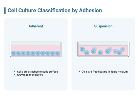 Image result for Adhesion Cell Sorting