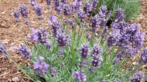French Lavender Varieties - remindyourdistance