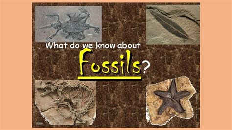 Image result for How Fossils Are Formed Research
