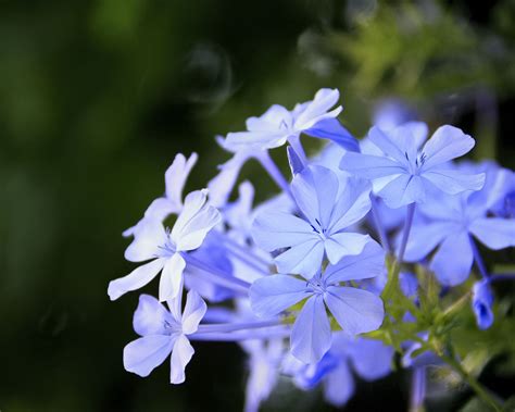 Download wallpaper 1280x1024 plumbago, flowers, blue, petals, blur ...