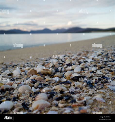 Image result for Beach Sea Shells