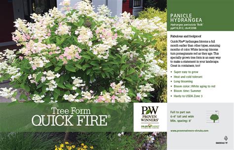 Image result for Pruning Quick Fire Tree Form Hydrangea