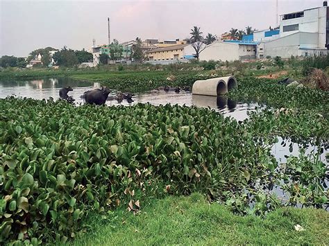 Bengaluru Civic Issues: There is yet another polluted lake in city