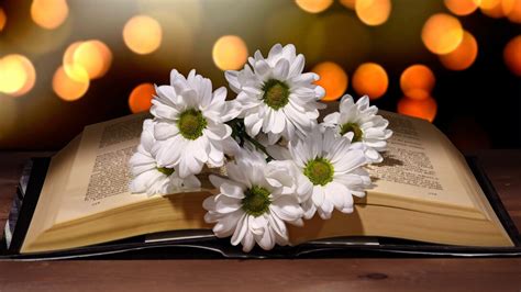 La importancia de los signos de puntuación | Meer