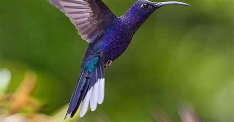 El significado de que aparezca un colibrí azul en tu casa – La 100