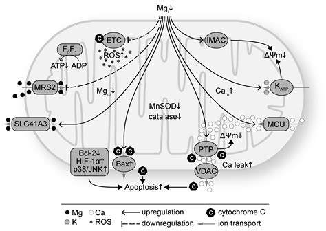 Magnesium, Oxidative Stress, Inflammation, and Cardiovascular Disease