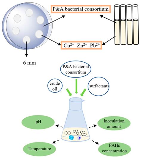 Construction and Degradation Performance Study of Polycyclic Aromatic ...