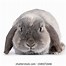 Image result for Bunny Portrait