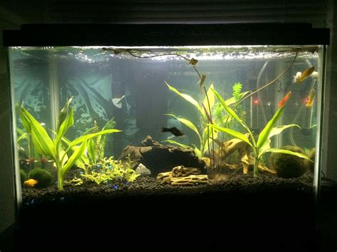 25 gallon planted aquarium | Planted aquarium, Aquascape, Aquarium