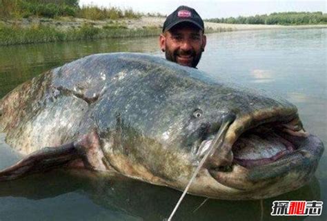 世界十大最凶猛的淡水鱼 非洲虎鱼上榜，第五有“水中高压线”之称-趣闻号