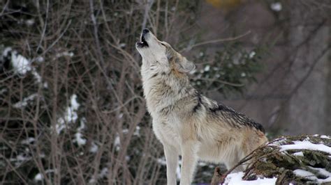 Wallpaper wolf, howling, wildlife, winter, predator hd, picture, image