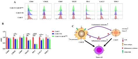 CAR-Macrophages and CAR-T Cells Synergistically Kill Tumor Cells In Vitro