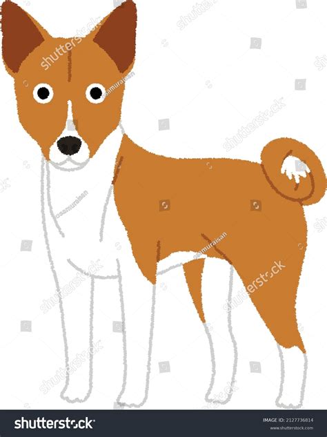 Sounds Of A Basenji Dog Yodeling Royalty-Free Images, Stock Photos ...