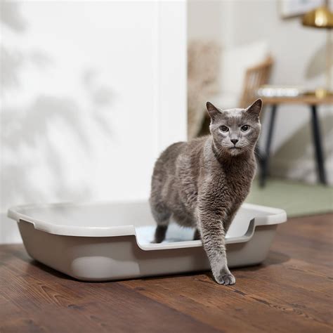 10 Best Cat Litter Pans 2023: According to Reviews | Chewy
