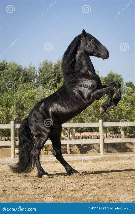 Black Stallion Horses