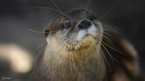 Lagos Zoo ticket - Klook India