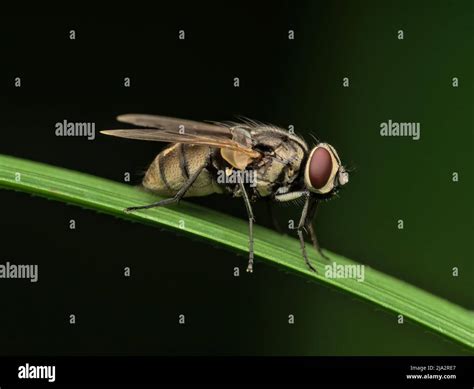 Fly Side View 的图像结果
