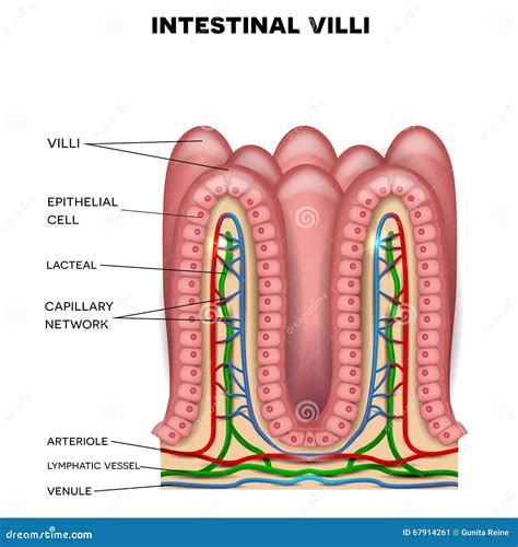 Image result for Small Intestine Epithelial Cells