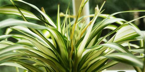 Air Pollution: Best air-purifying plants for your home | Skymet Weather ...