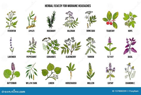 Best Medicinal Herbs for Migraines Relief Stock Vector - Illustration of feverfew, chamomile ...