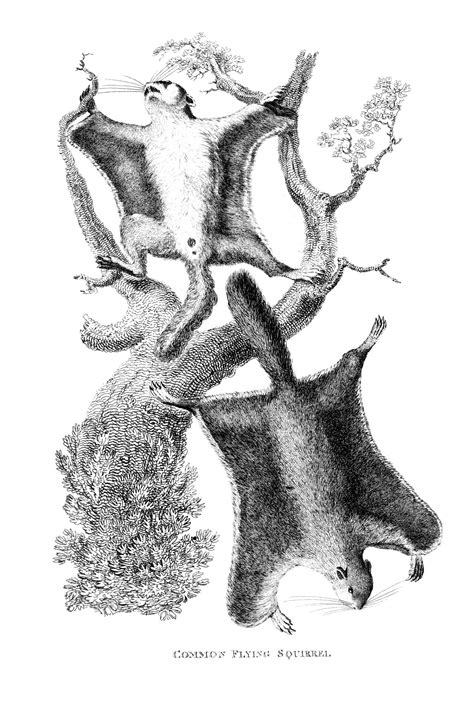 John Jeremiah Sullivan: «Svevet» - Tidens ånd