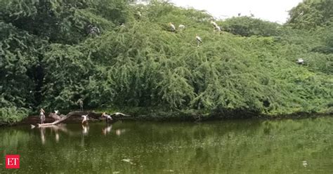 Migratory birds arrive at Delhi zoo, more birds expected after August ...