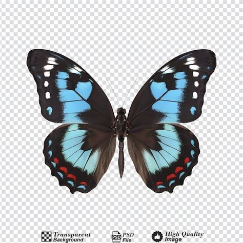 Diaethria clymena butterfly isolated on transparent background ...
