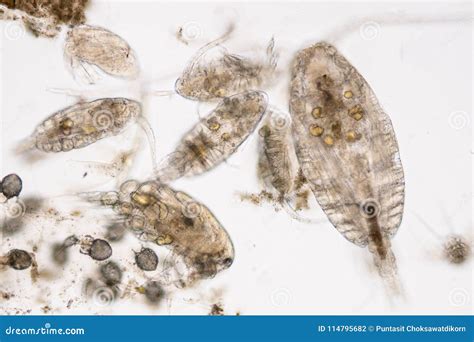 Copepod Zooplankton Are A Group Of Small Crustaceans Found In Stock Photo - Image of laboratory ...